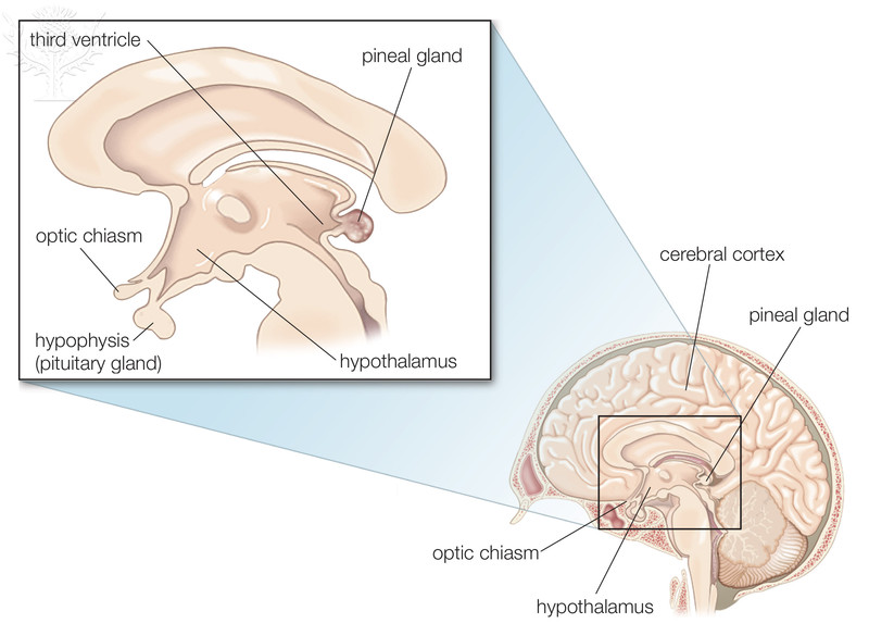 Diencephalon, including the thalamus, hypotalamus, and epithalamus (pineal gland)