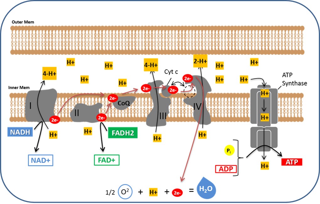 Electron Transport Chain Steps Explained With Diagram