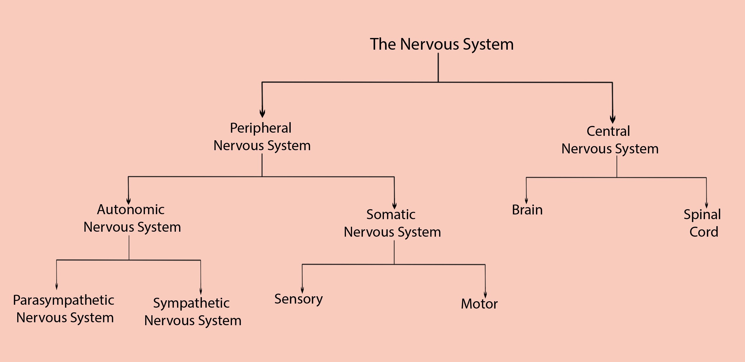 Organizatin of the Nervous System