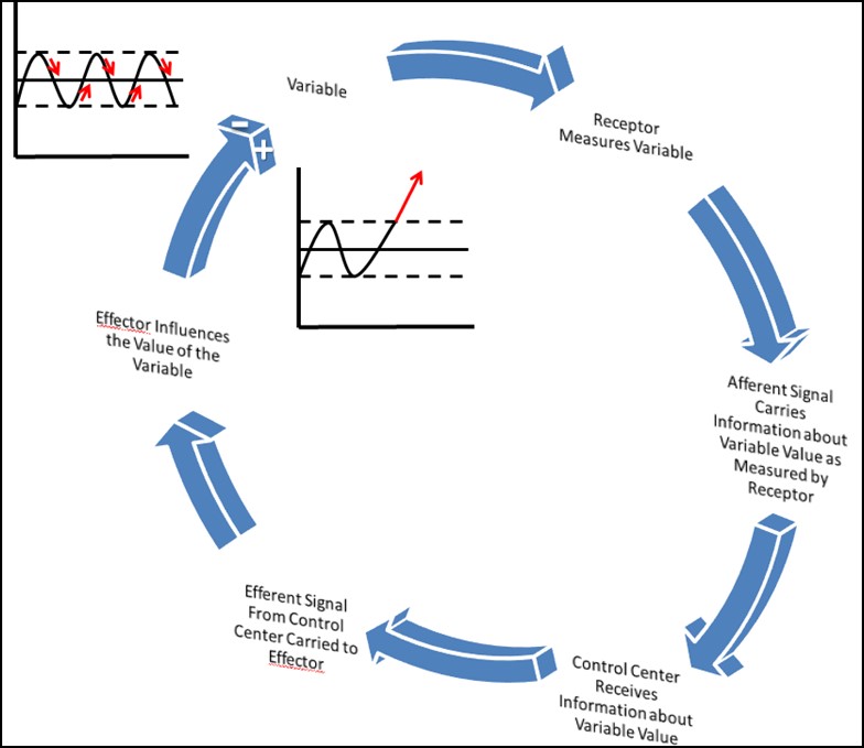 homeostasis-feedback-response-loops