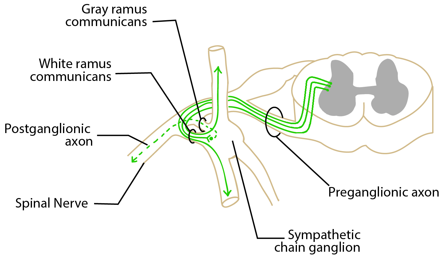 Preganglionic Axons Enter a Sympathetic Chain Ganglion Via a White Ramus Communicans