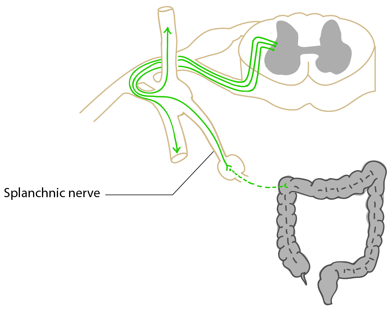 preganglionic neuron enters and leaves the sympathetic chain ganglion without synapsing and forms a splanchnic nerve