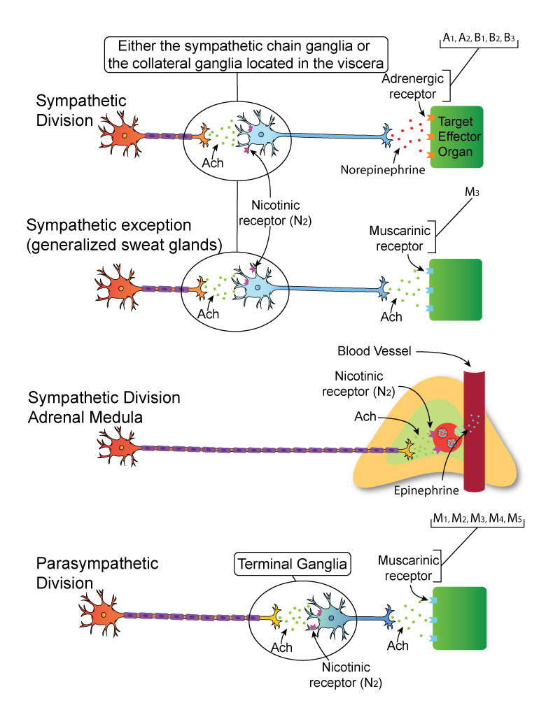 autonomic nervous system receptors