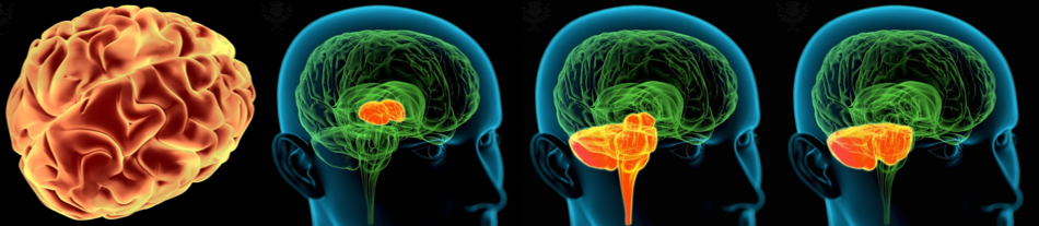 from left to right: illustration of the cerebrum, the diencephalon, the brain stem, and the cerebellum