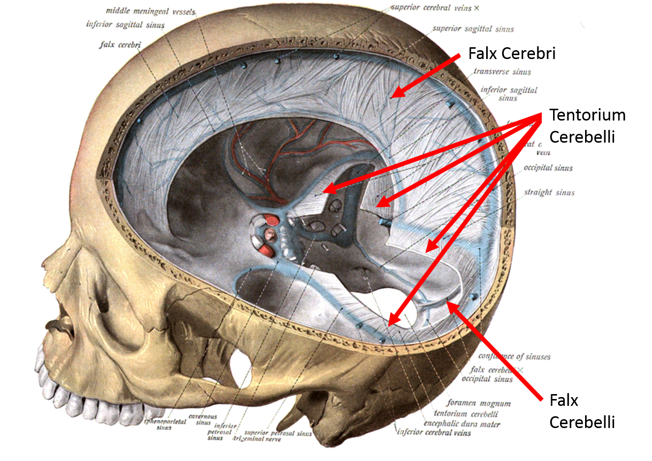 spinal cord labeled dura mater