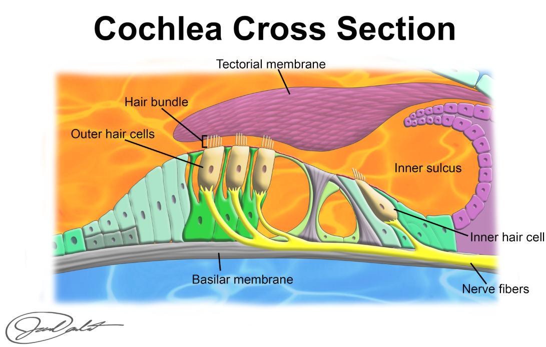 cochlea 2