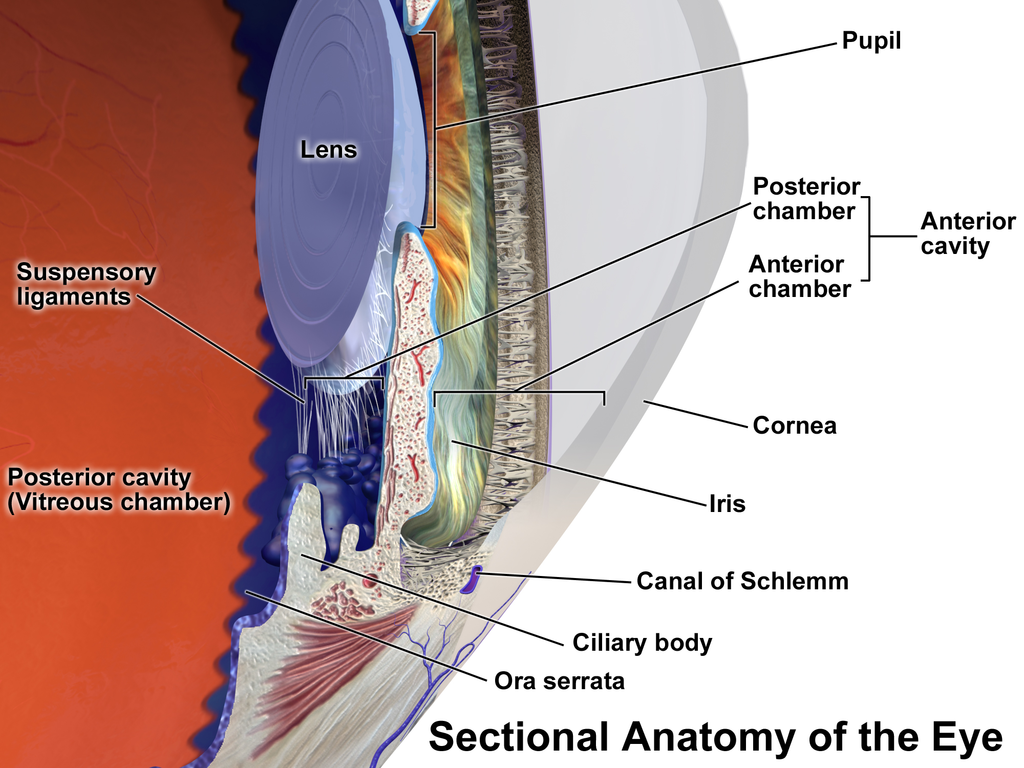 eye anatomy section
