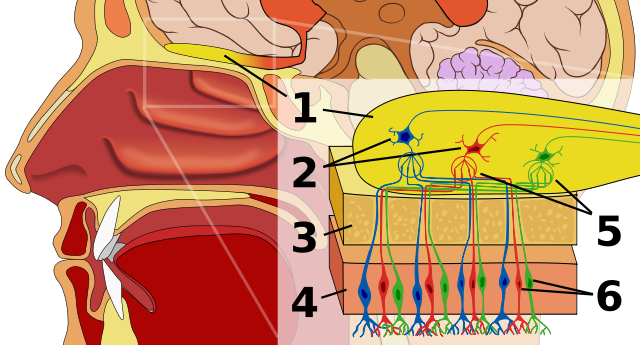 Olfactory bulb, mitral cells, bone, olfactory epithelium, glomerulus, and olfactory neurons