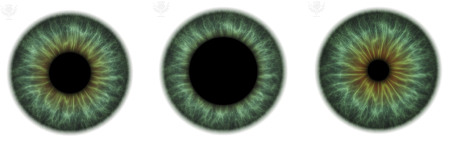 lumify pupil constriction