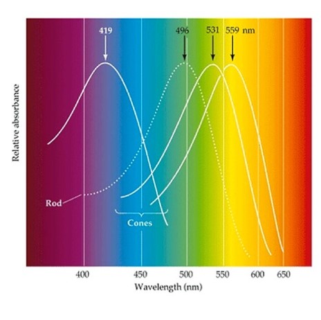 eye spectrum