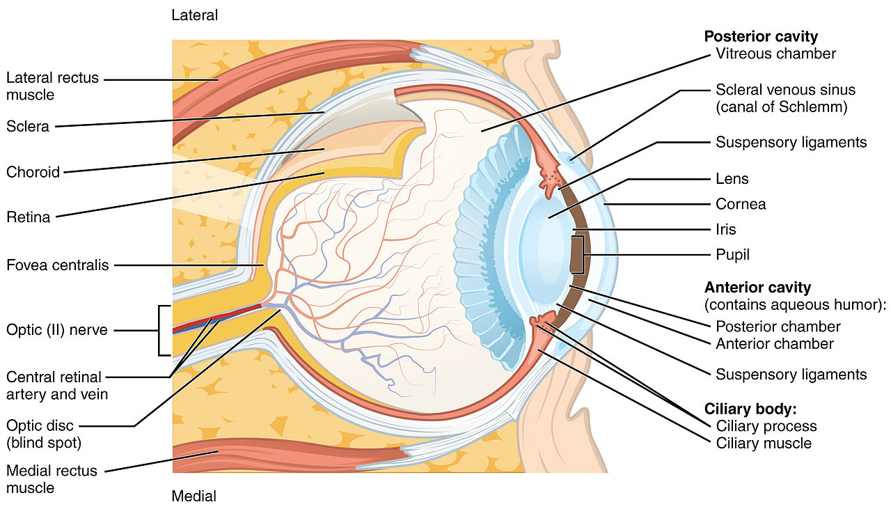 structure of the eye