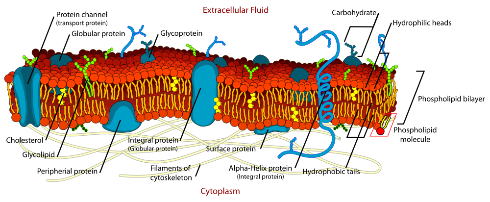 Phospholipids forming a bilipid layer