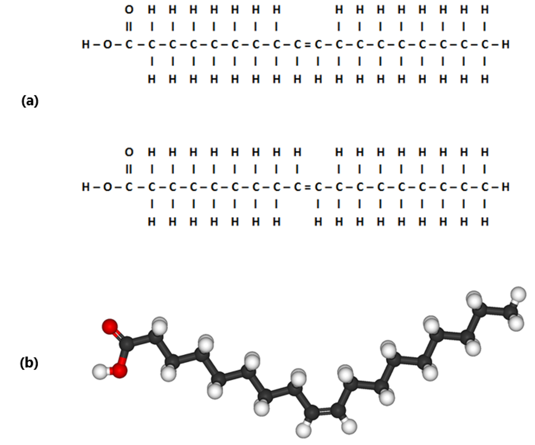 polyunsaturated fat molecule