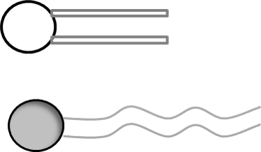 Phospholipid Circle and Two Lines