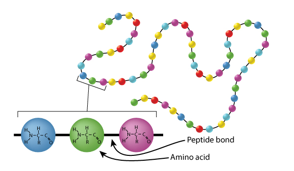protein structure amino acids