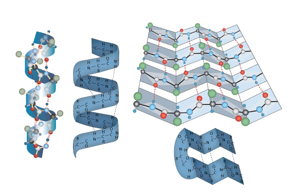 Secondary Structures Protein