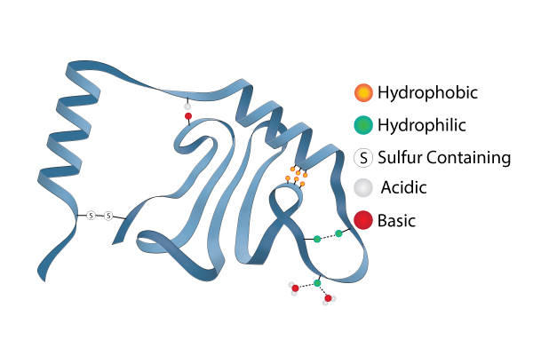 Tertiary Structures Protein