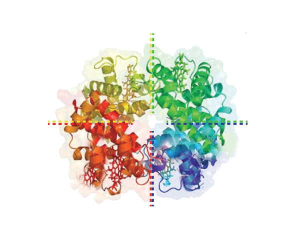 Quaternary Structures Protein