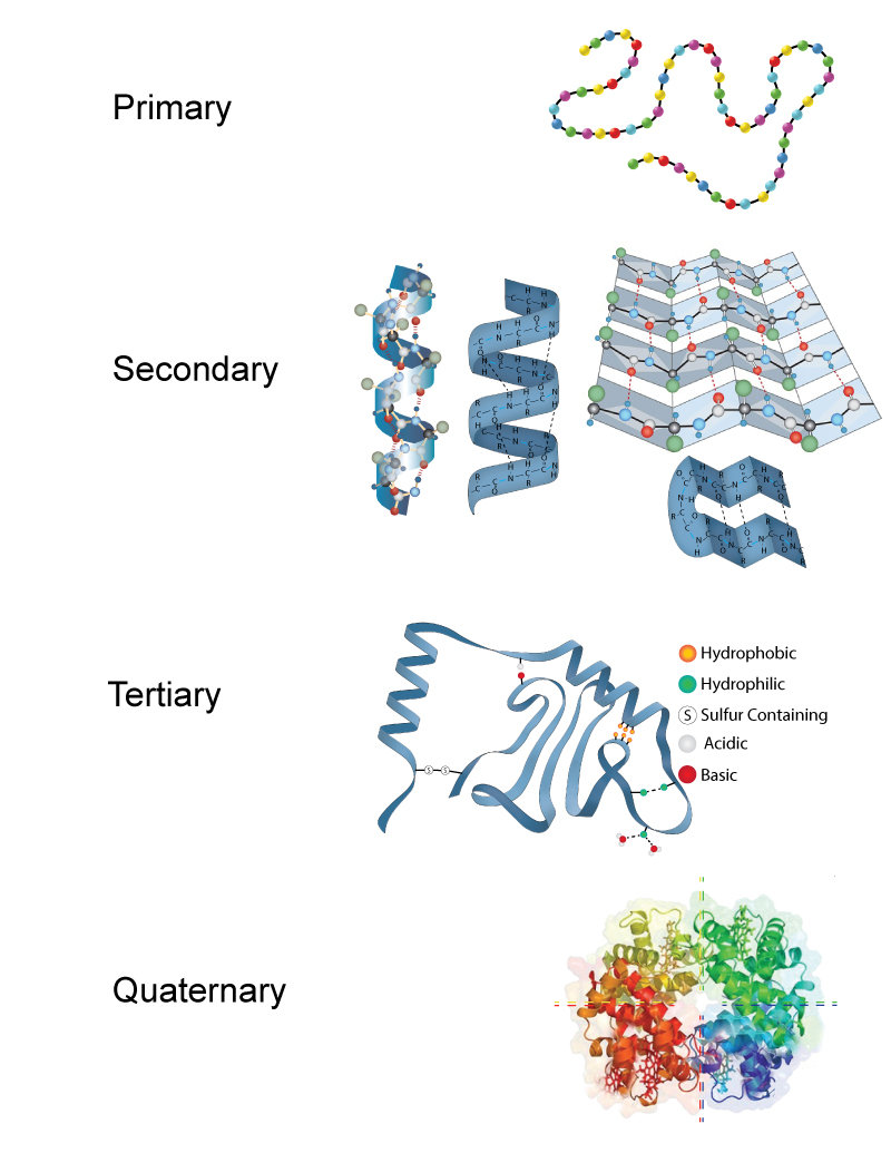 primary structure of proteins