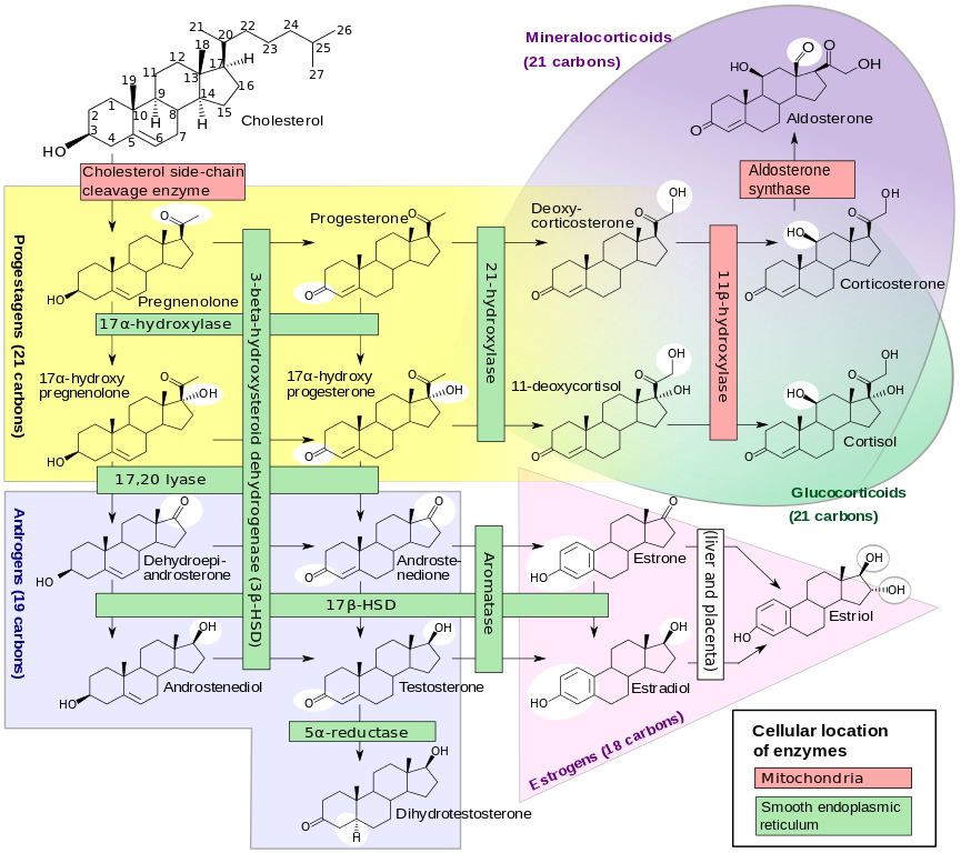 Description of the Many Pathways that Syntesize Steriods from Cholesterol