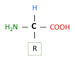 Basic Structure of an Amino Acid