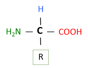 Proteins