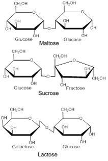 Three Common Disaccharides