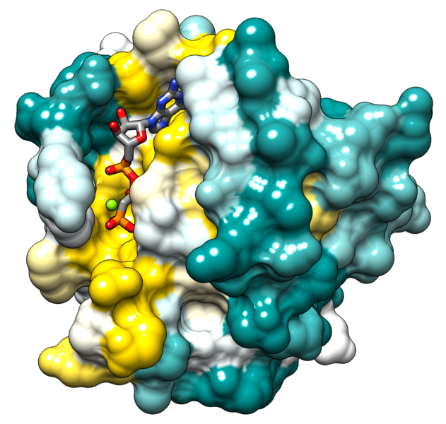 Molecular Image Representations of a Globular