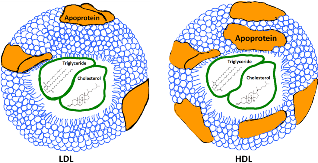 Schematic Representations of LDL and HDL