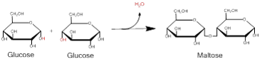 Dehydration Synthesis