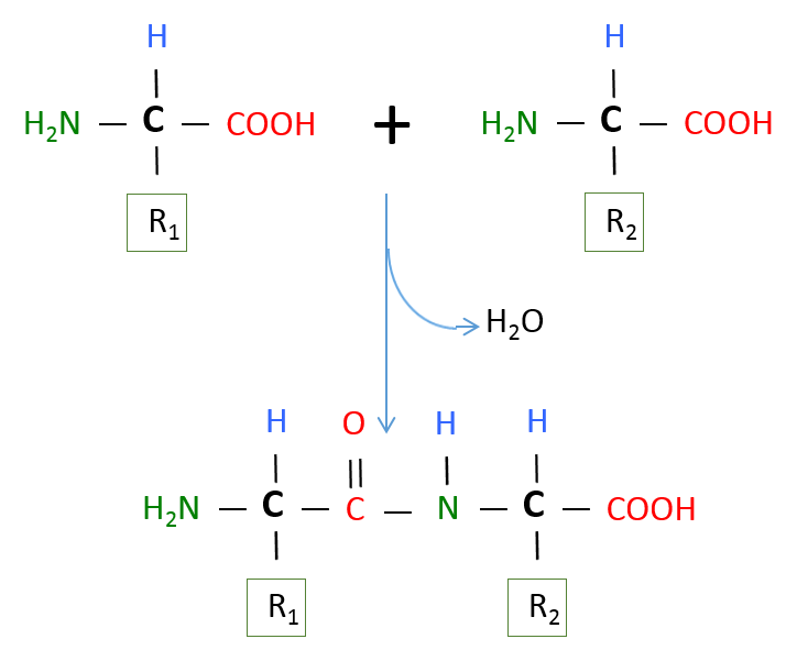 Dehydration Synthesis Reaction Between 2 Amino Acids to form a Peptide Bond