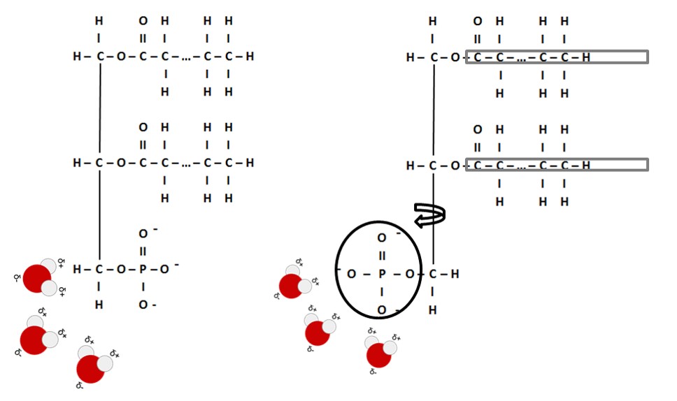 Phospholipid