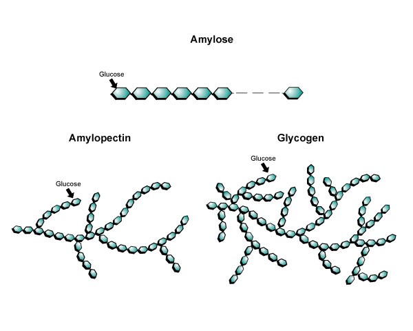 Branching Amylose, Amyopectin, and Glycogen