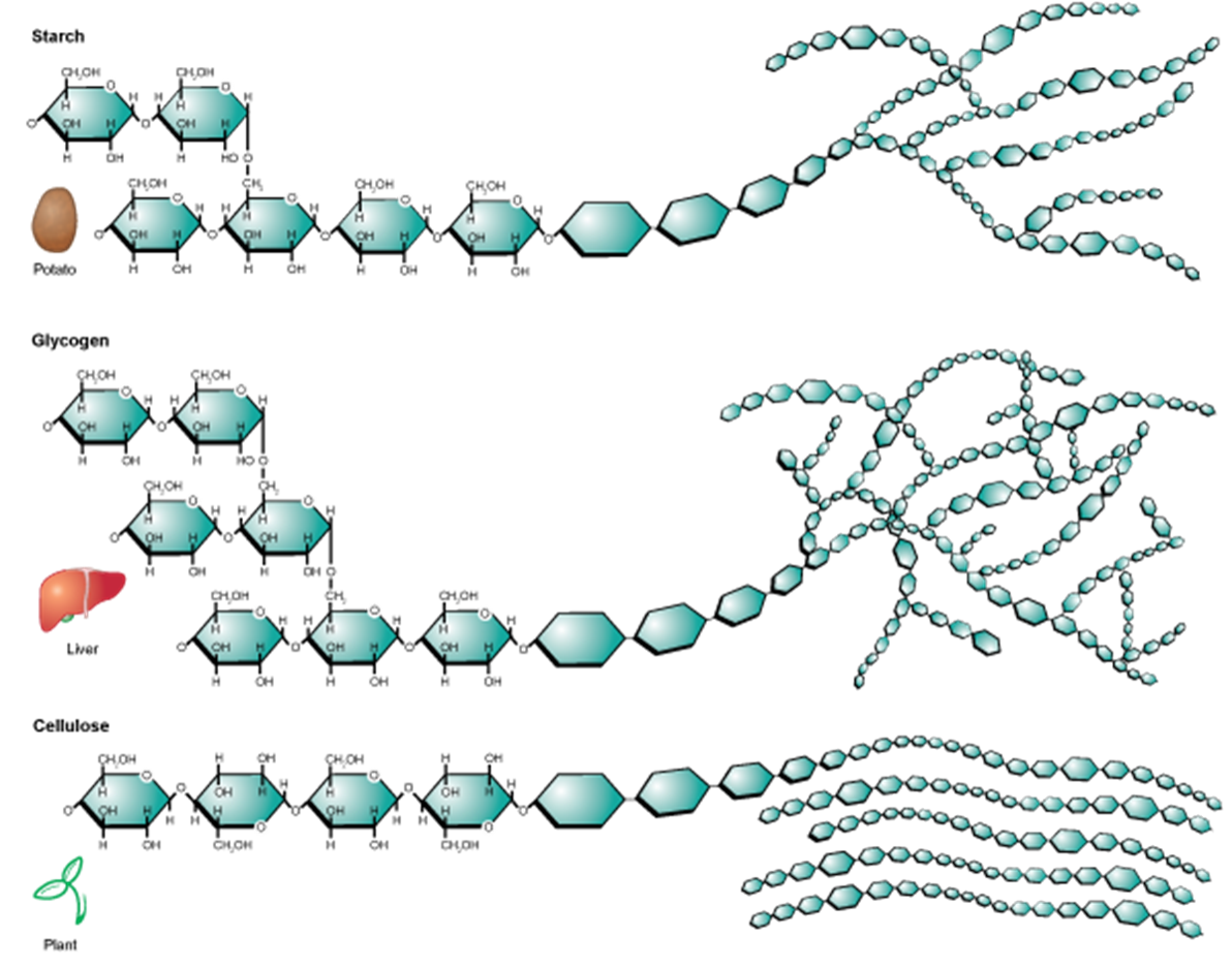 polysaccharides glycogen