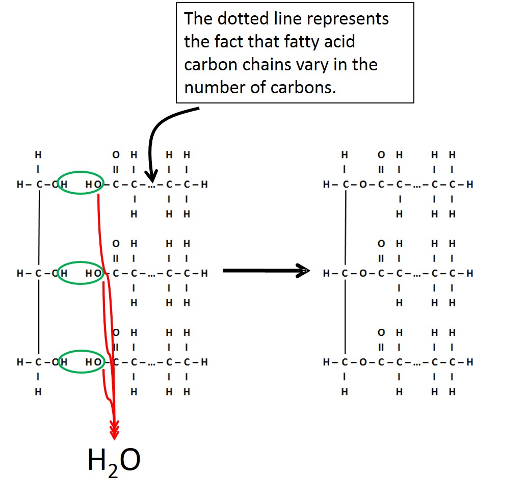 Triglyceride