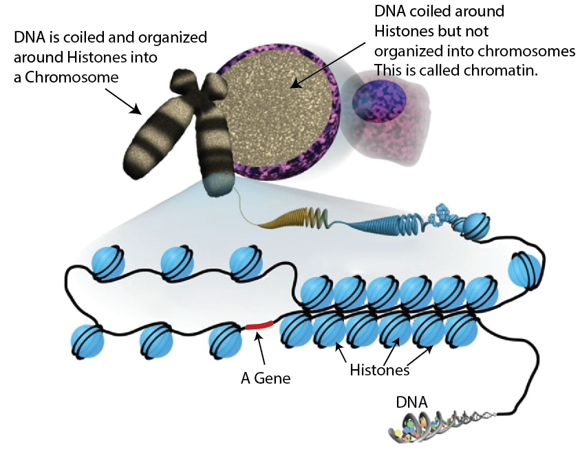 DNA, Histones, and Chromosomes