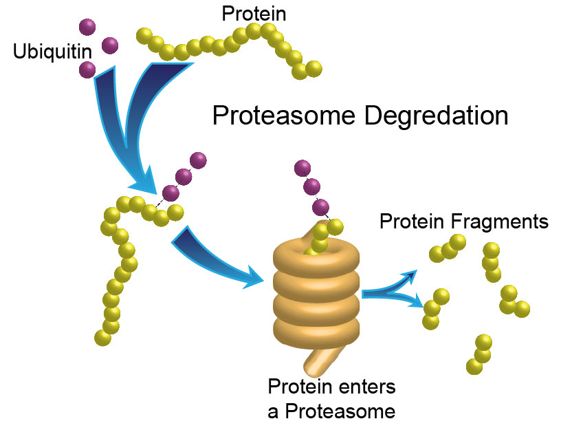 Proteasome Degredation