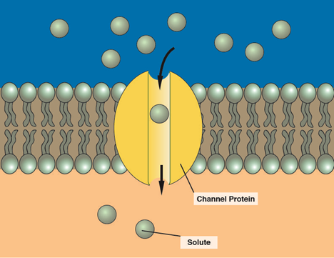 Cell membranes structure and transport