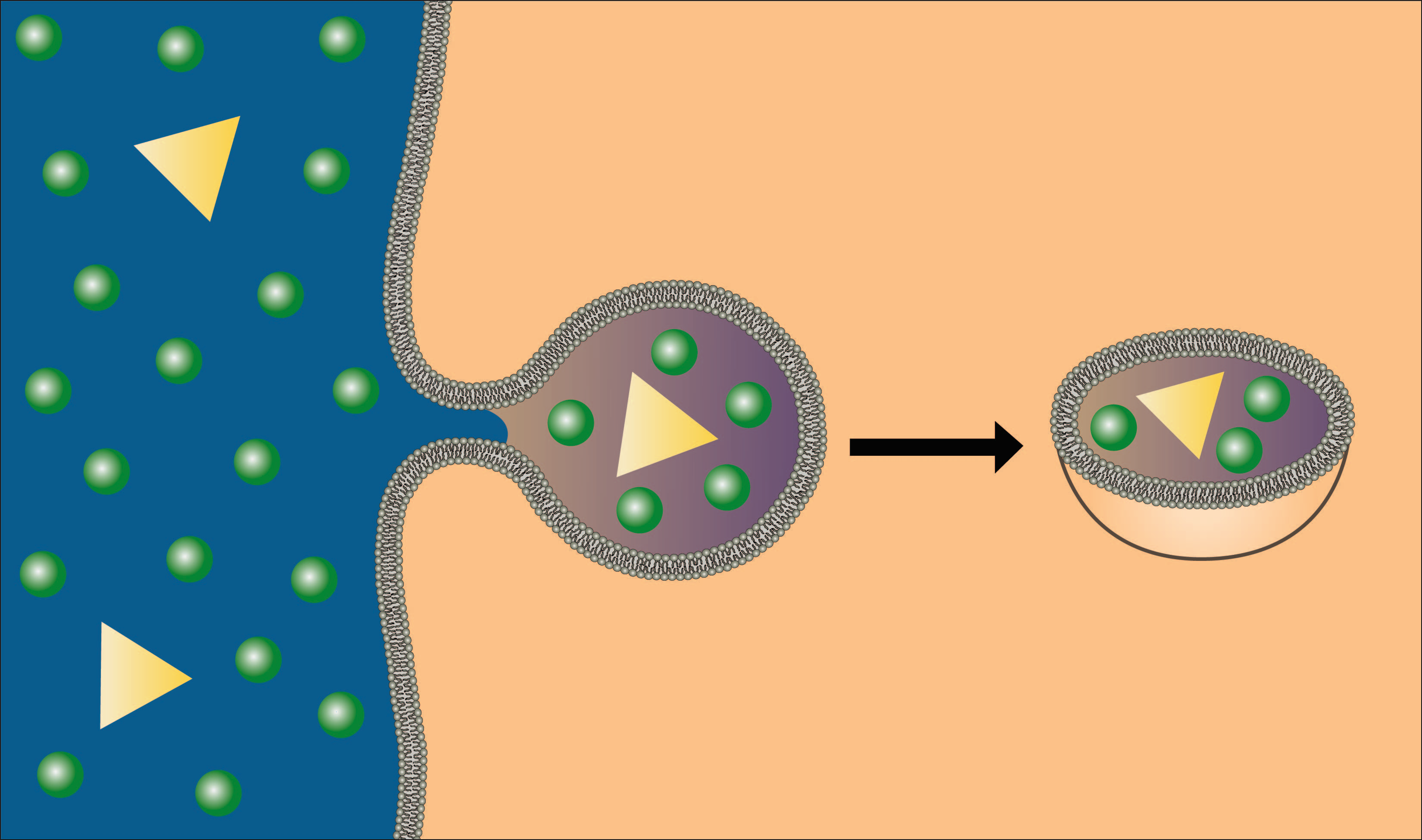 cell diffusion animation