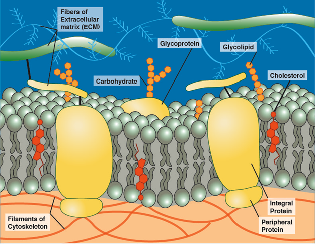 cell membrane peripheral proteins