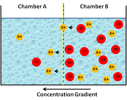 ne moves down or against its electrochemical gradient