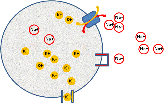 Cell Establishing a Resting Membrane Potential