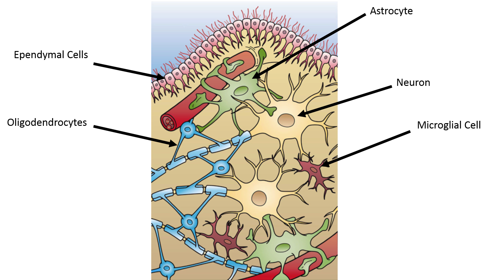 Depiction of the Glial Cells of CNS