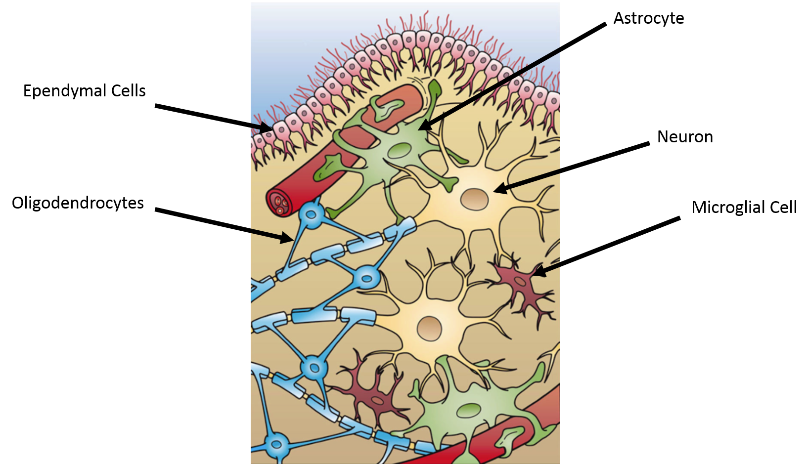 ependymal cells diagram