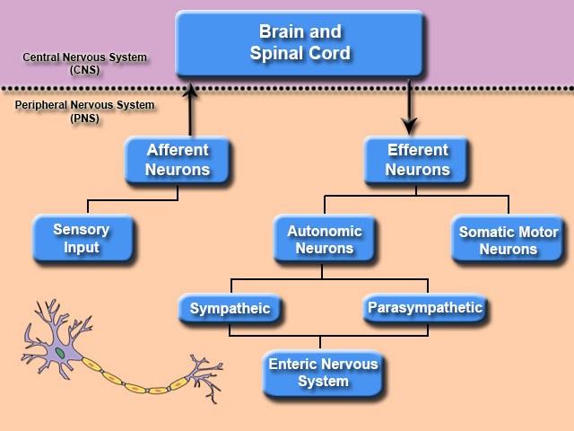 Schematic organization of nervous sytem