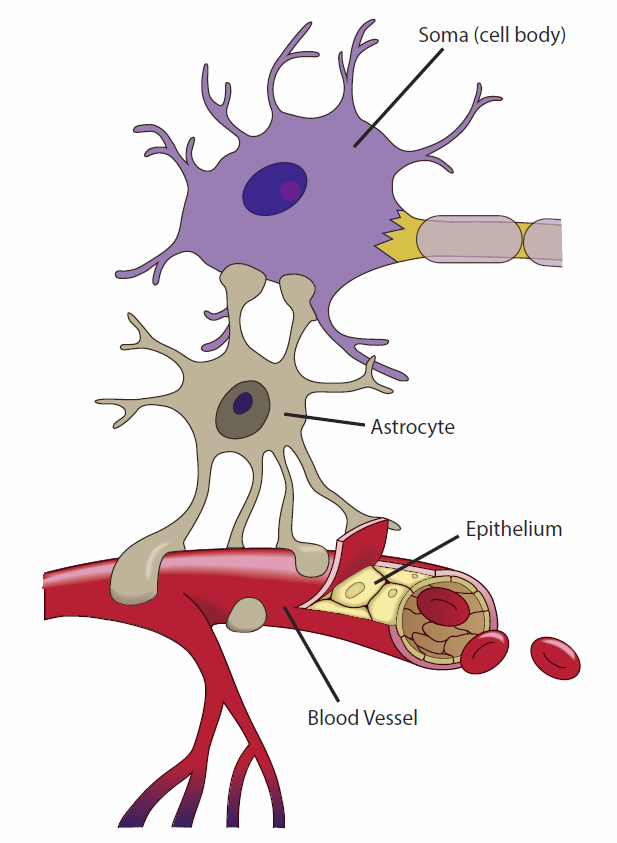 Astrocyte Processes Associated with Capillaries and Neurons