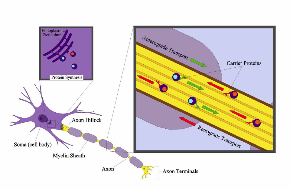 sensory neuron cell body