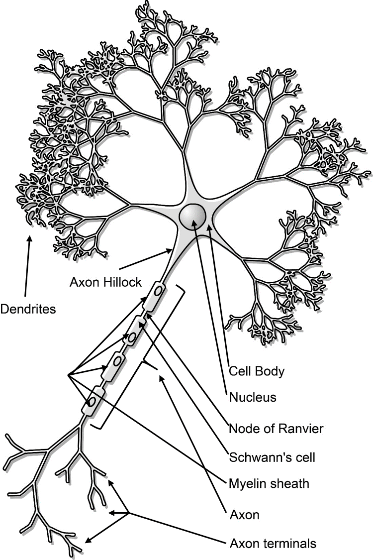 Which region of a neuron is also called the soma? a) cell body b