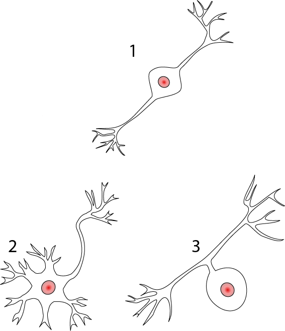 Multipolar, Bipolar, and Unipolar neurons