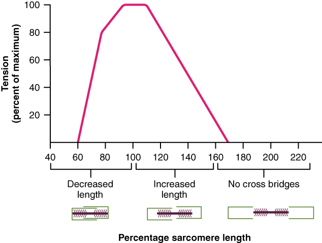 Muscle Length and Tension